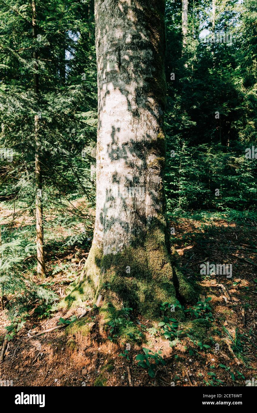 Blick auf den tiefen Wald in den Bergen Stockfoto