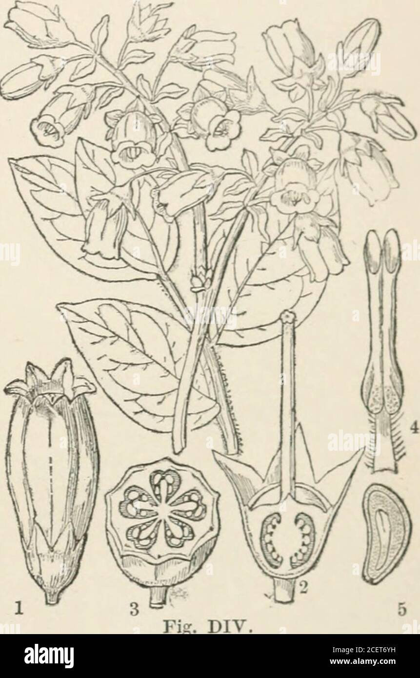 . Das Pflanzenreich : oder, die Struktur, Klassifizierung und Verwendung von Pflanzen, illustriert auf dem natürlichen System. Ttillus, Wortleberries von V. uliginosum, Kraniche von V. Vitis idcea und der Oxycoccus palustris und macroearpa. ^Nlany Americanspecies sind .Substitute für sie. Die Leute von Pasta bilden Wein vom fiiiit vonTliibaudia macrophylla; das von unserem Vaccinium uliginosum wird gesagt, narkotisch zu sein, andto manchmal in Bier und andere Liköre gesetzt werden, um sie berauschend zu bilden; wenn fermentedit einen berauschenden Schnaps ergibt. Aus den Blüten von Thibaudia Queicme ist ein aromatictinctme prepa Stockfoto