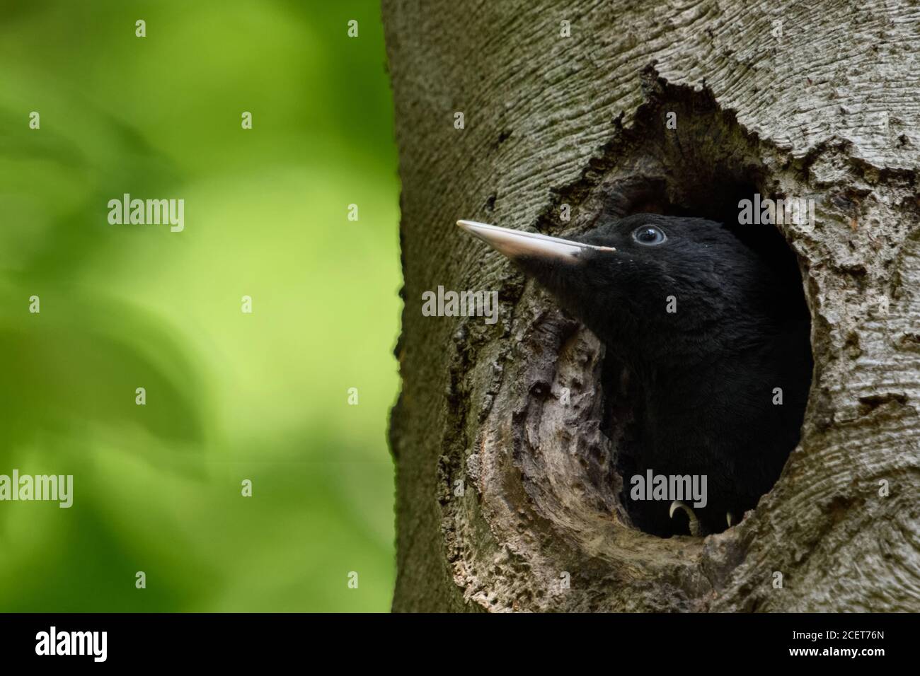 Schwarzspecht ( Dryocopus martius ), jugendliches Weibchen, wartet in seinem Nestloch, um sich füttert zu bekommen, Wildtiere, Europa. Stockfoto