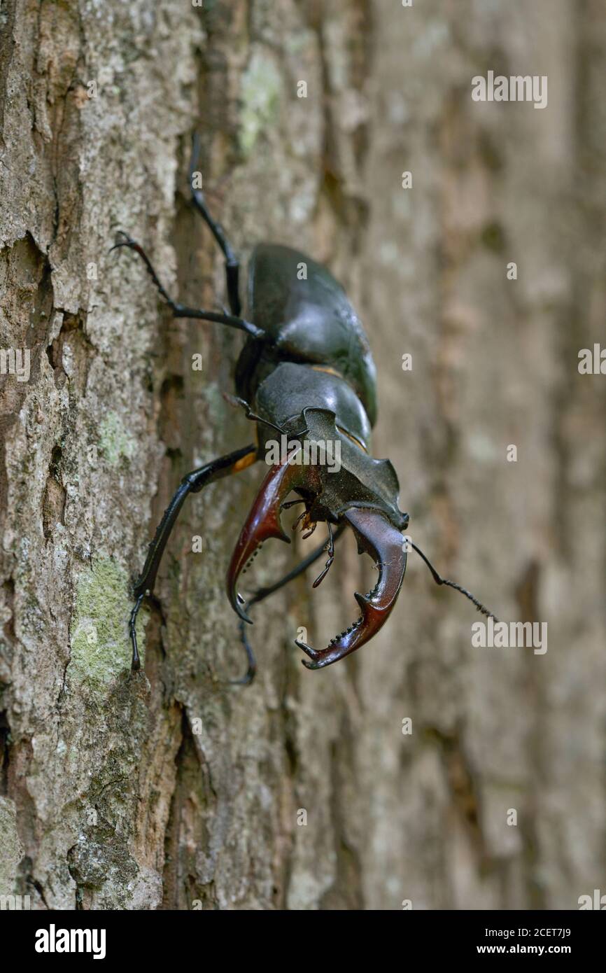 Stag Beetle/Hirschkaefer (Lucanus cervus), männlich, beeindruckende Insekt, den Abstieg der Stamm einer Eiche, typische Ansicht, Wildlife, Europa. Stockfoto
