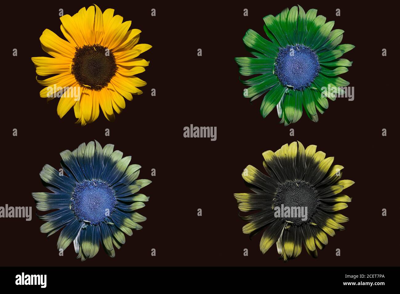 Helianthus annuus, Sonnenblume, Tageslicht TL, Tageslichtnachahmung 'Bee Vision' TR, UV-Fluoreszenz BL, UV 360nm ultraviolettes Licht BR, verschiedene Lichter Stockfoto
