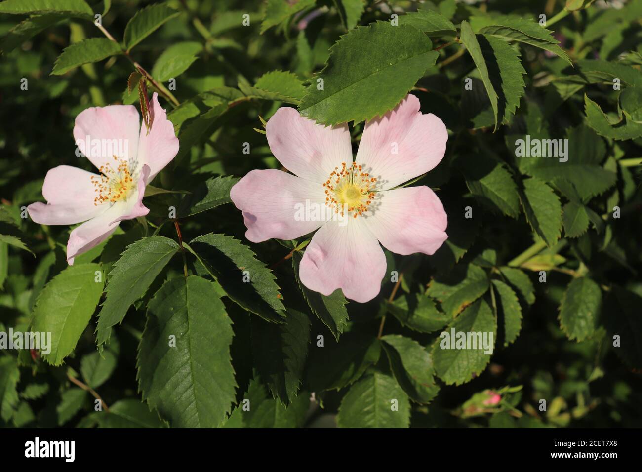 Hundrose, rosa Canina, rosa Blüten im Sonnenlicht Stockfoto