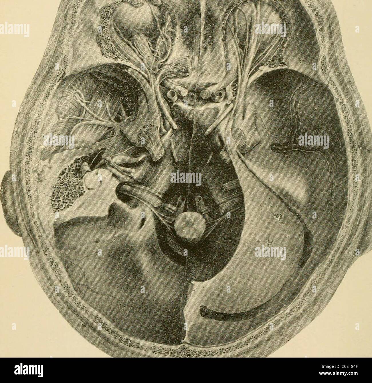 . Grundlagen der Physiologie, angeordnet in Form von Fragen und Antworten, speziell für Studenten der Medizin vorbereitet. Al Arterie, x. Posteriore in-feriore Kleinhirnarterie, x. Arteria spinalis posterior, /x. Arteria basi-lar, v. verzweigt sich zu den pons. £. Arteria inferiorcerebellaris anterior, o. Arteria auditorialis interna, IT. Arteria Superiorcerebellaris, S. A. cerebellaris posterior. K. – Innere Halsschlagader. &lt;r. Arteria communicating posterior, r. Arteria anterior choroideus, v. Arteria cerebralis mittel. Arteria cerebral ante-rior. %. Arteria communicating anterior I. – Geruchsnerv. II. – Sehnerv. III. – Mot Stockfoto