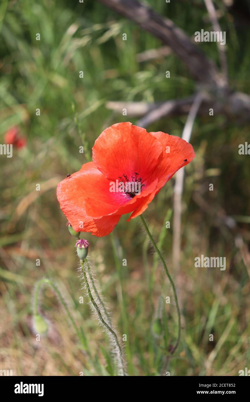 Rote Mohnblume in einer wilden Wiese Stockfoto