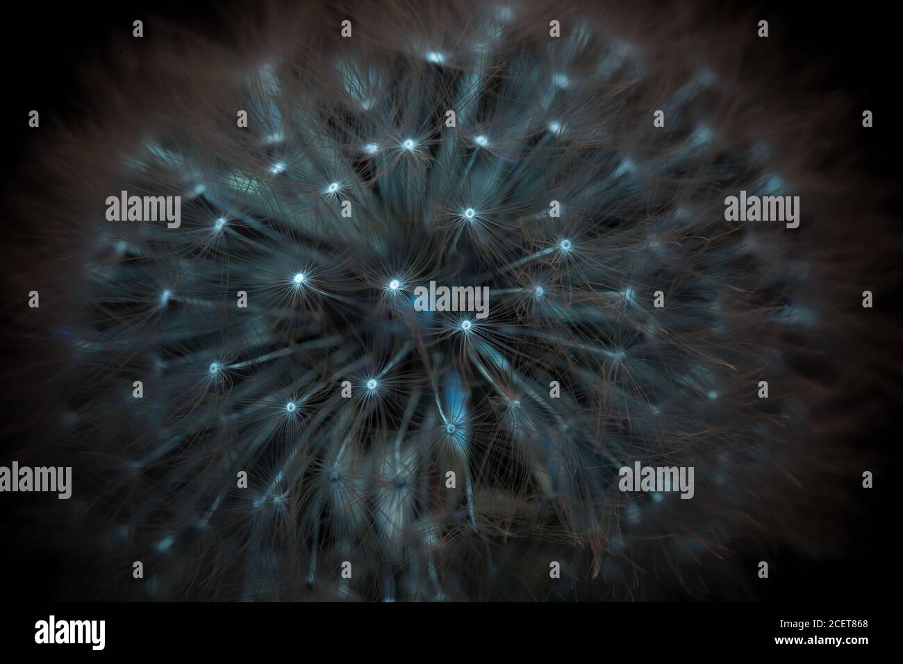 Gewöhnlicher Löwenzahn, Taraxacum officinale, beleuchtet mit UV-Licht, das leuchtende Samenköpfe illustriert, die bei normaler Lichteinstrahlung nicht sichtbar sind Stockfoto