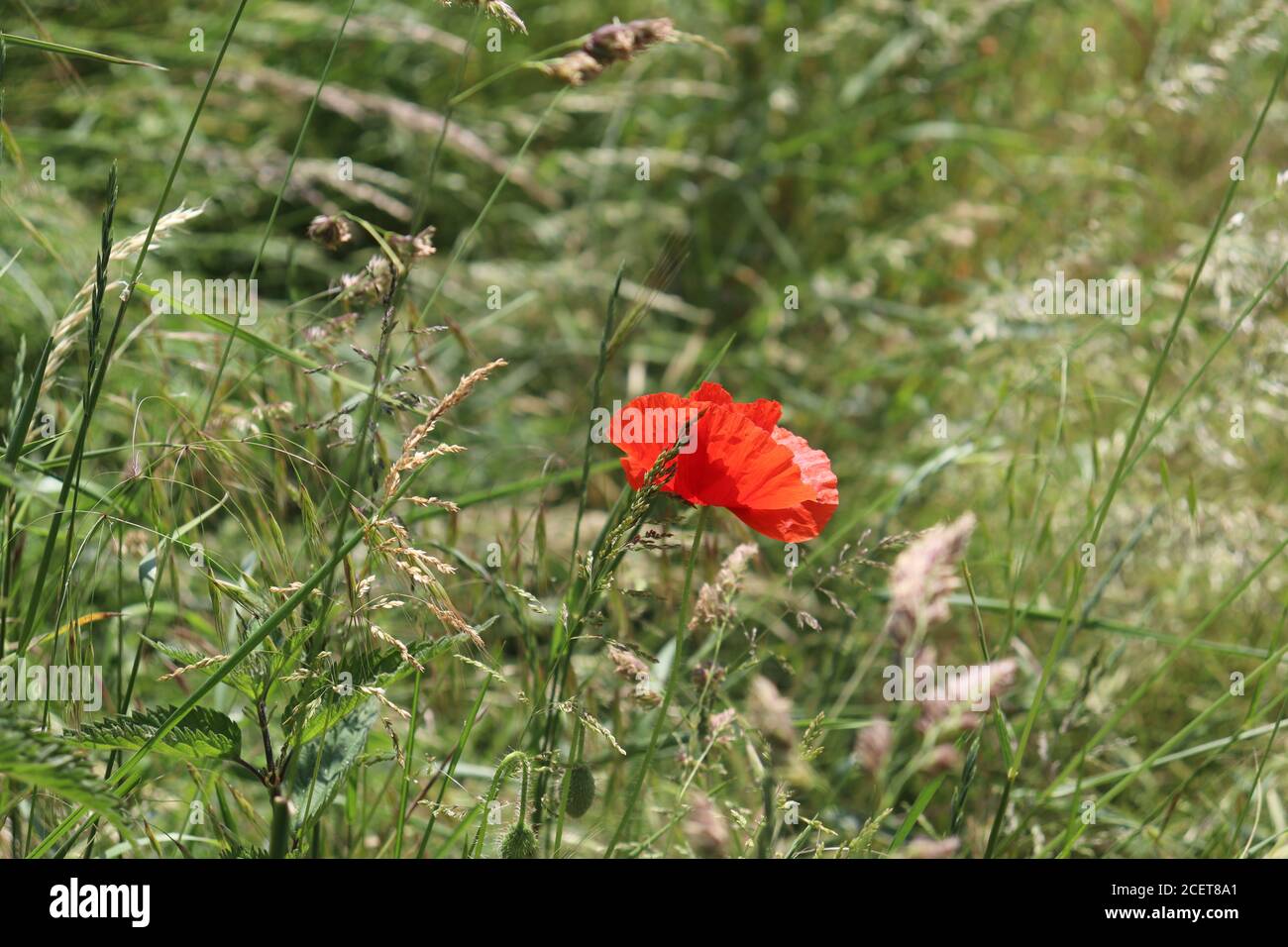 Roter Mohn auf einer wilden Wiese Stockfoto