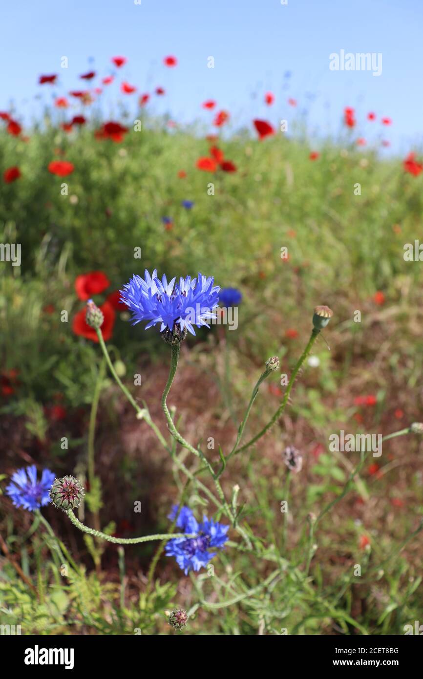 Maisblüten und Mohn auf einem Feld im Sommer Stockfoto