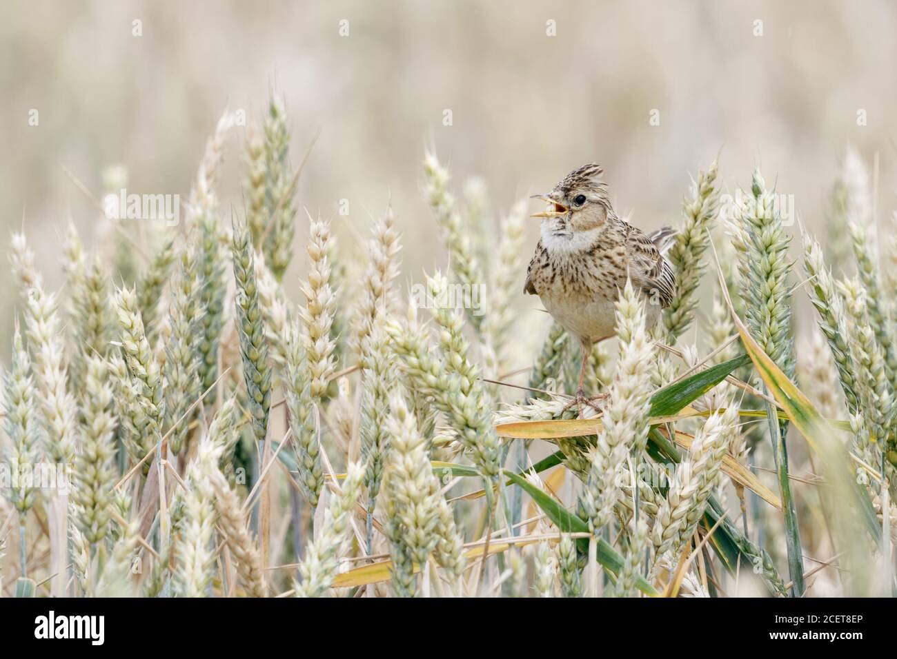 Skylark ( Alauda arvensis ) Gesang in einem Weizenfeld, auf Weizenpflanzen, angehoben Kamm, typisch songbird von offenem Land, Tierwelt, Europa. Stockfoto