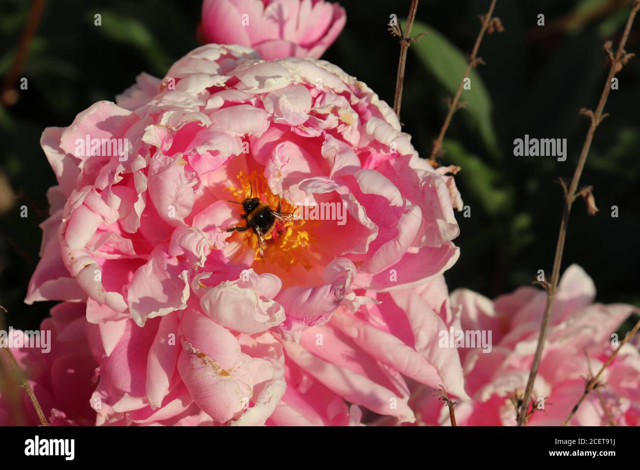 Rosa Bombe blühte Pfingstrose mit Biene Stockfoto