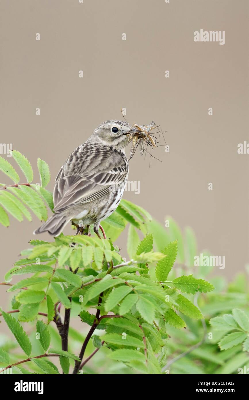 Wiesenpieper (Anthus pratensis) oben auf dem Ast eines Bush thront, mit Beute in seinem Schnabel zu füttern Küken, Wildlife, Europa. Stockfoto