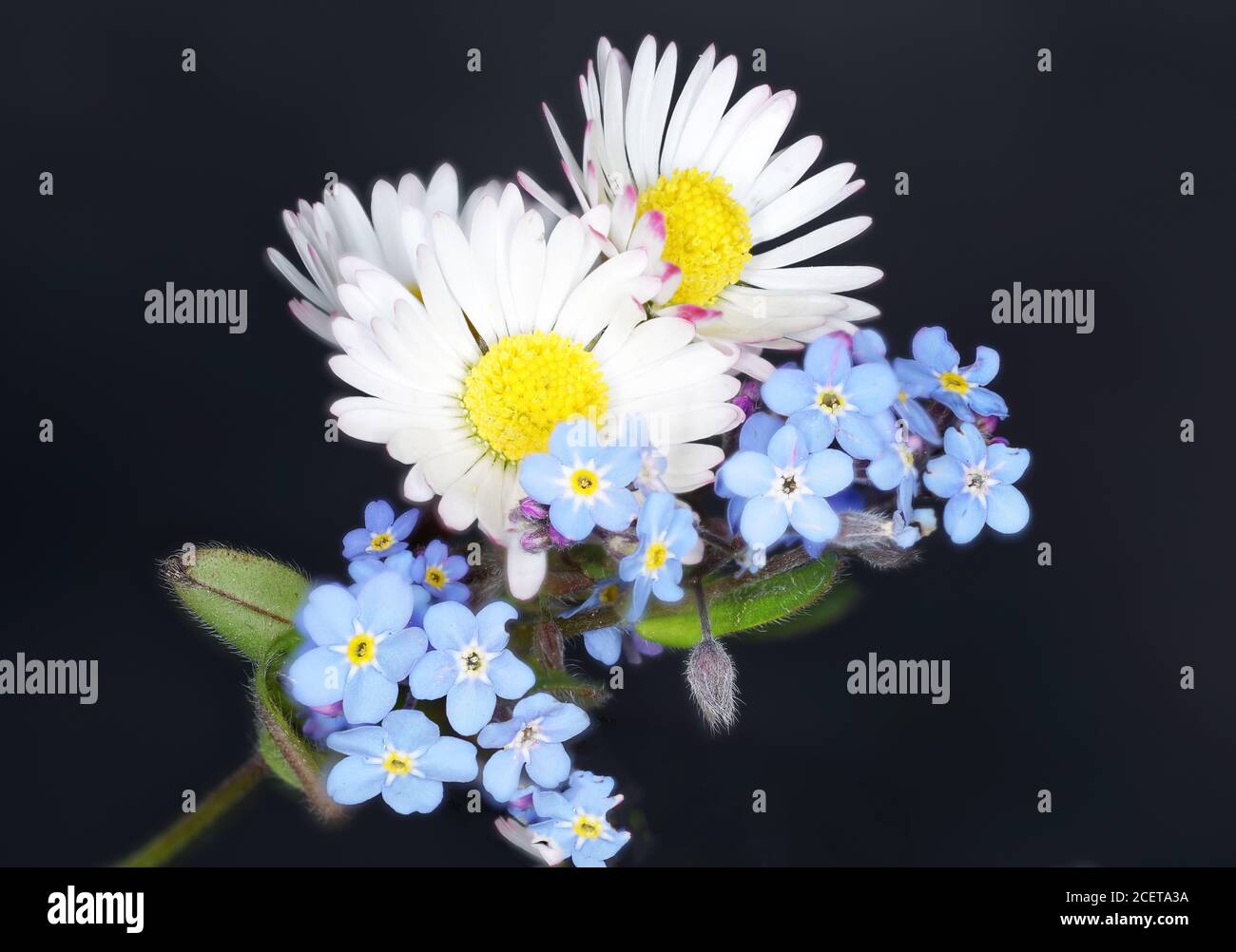 Isolierte Nahaufnahme von alpinen Vergissmeinnicht- und Kamillenblüten Stockfoto