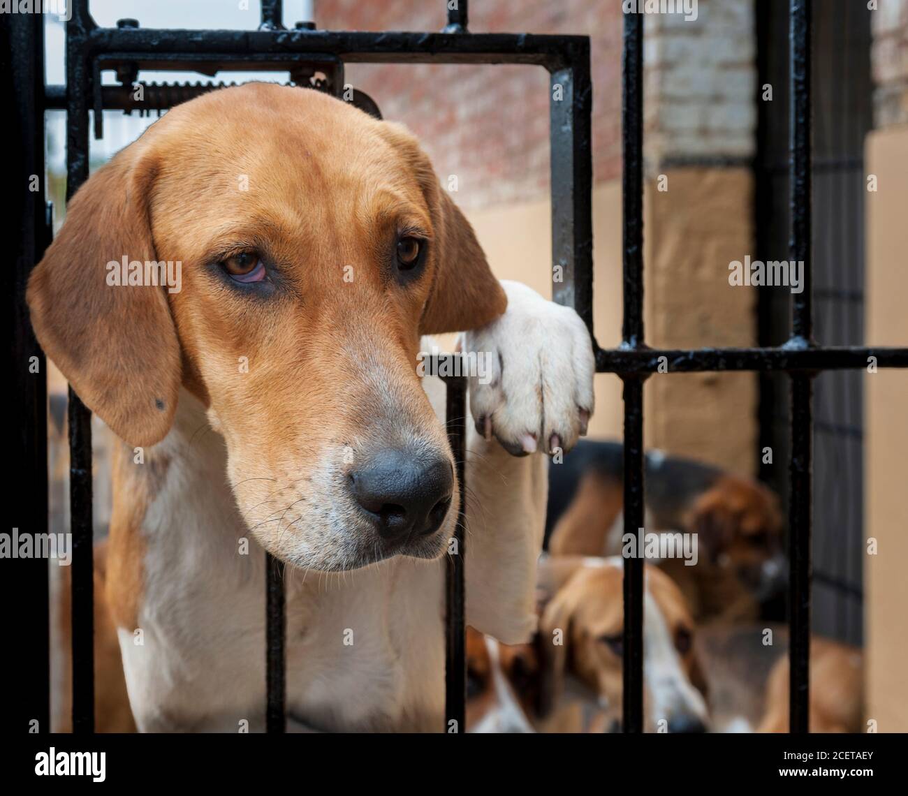 Belvoir, Lincolnshire, UK - englischer Foxhound im Belvoir Hunt Kennel Stockfoto