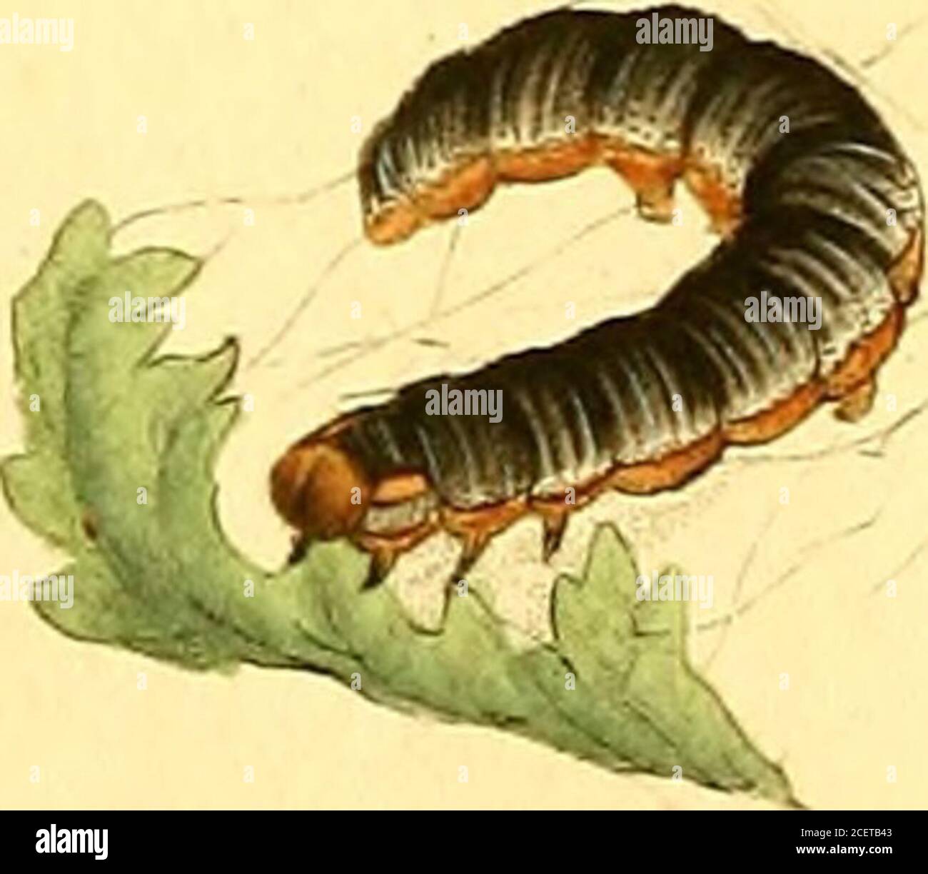 . Die Naturgeschichte der britischen Insekten: Sie in ihren verschiedenen Zuständen, mit den Perioden ihrer Transformationen, ihrer Nahrung, der Oekonomie u. s. w. zusammen mit der Geschichte solcher winzigen Insekten, die Untersuchung durch das Mikroskop erfordern: Das ganze illustriert durch farbige Abbildungen, entworfen und ausgeführt von lebenden Exemplaren. PLATTE CLXVIII. JPHALiENA SATELLITIA. Satelliten-Moth. Lepidoptera. GENERISCHES ZEICHEN. Antennen konisch von der bafe. Flügel im Allgemeinen gebeugt, wenn atreft. Fliegen Sie bei Nacht. Noftua. SPEZIFISCHER CHARAKTER UND STNONTMS, Firft Wings, äußerer Rand eingerückt: Rotdifh brauner Witz Stockfoto