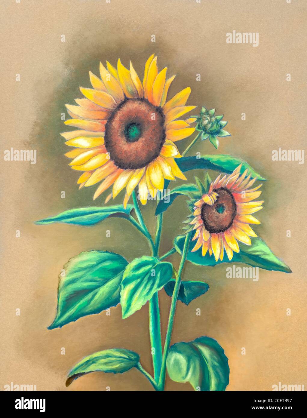 Öl Pastell Malerei von einigen Sonnenblumen in voller Blüte. Traditionelle Illustration auf Papier. Stockfoto