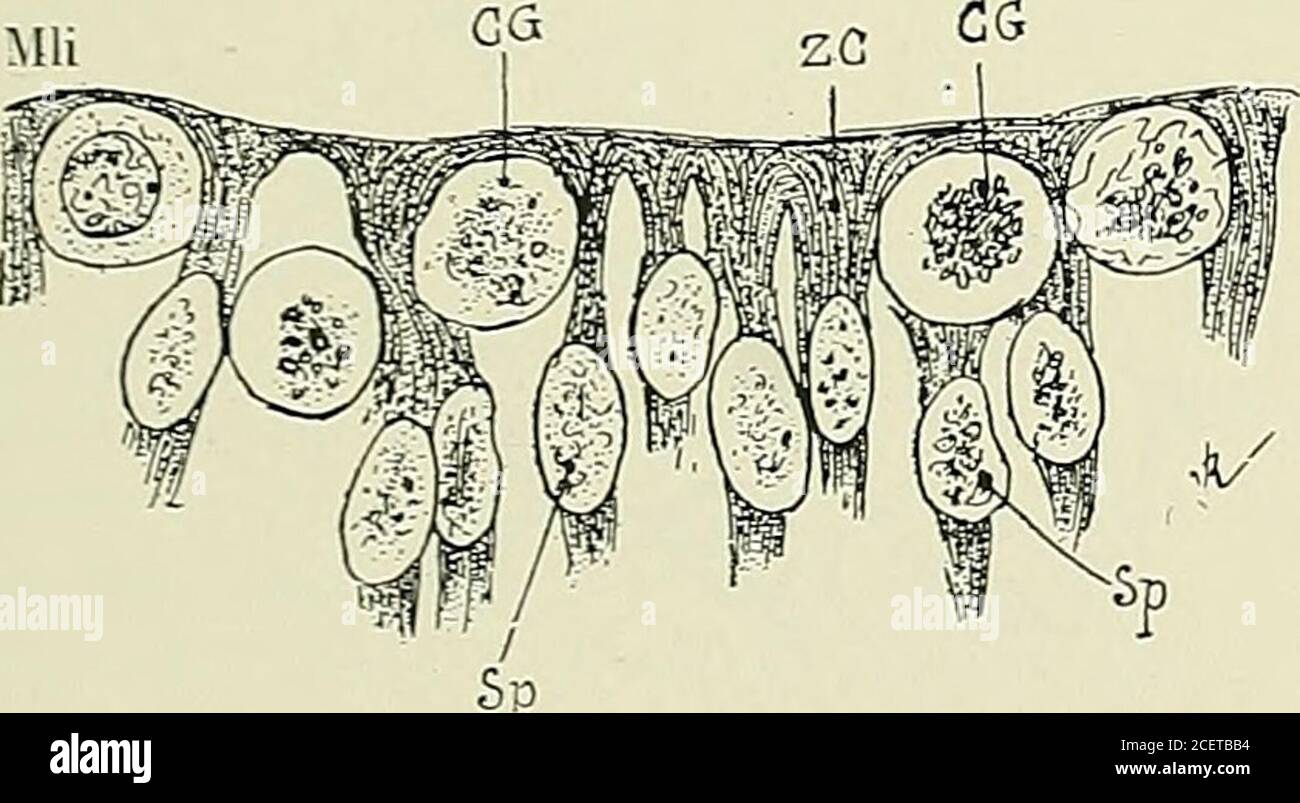 . Anatomie des Centers nerveux. Ction radiaire et plus umoins volumineuse. Cette apparence constitue la chaîne de produférationdes auteurs (Abb. L 78, S. Entre les colonnes de la Zone interne, on trouve les cellules germina- tives qui y sont situéescomme dans de véritablesnids (Abb. L 77, S. après leurmultiplication et leur trans-Formation en neuroblasteset en cellules névrogliques,et leur émigration dans lasone moyenne, cest-à-diredans la Zone des Corps spon-gioblastiques, on trouve,entre les faisceaux de Co-lonnes de la Zone interne,des intervalles vides cellulogant es aux des anciennescor Stockfoto
