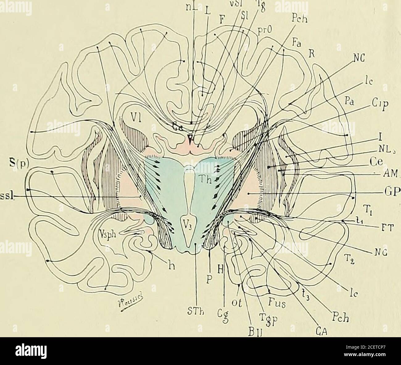 . Anatomie des Centers nerveux. STÏ, ThAbb. 54. Abb. 55. DEVELOPMENT DU SYSTEMS NERVEUX. 115 VSL T«. Fie. 57. Abb. 52, 53, 54, 55, 56, 57. - Coupers vertico-transversales du cerveau aux différentespériodes de son développement, passant en arrière de la surface suturale opto-striéeprimaire et destinées à montrer le Mode de Formation des ganglions centaux, de lacapsule interne, du Corps calleux et du trigone cérébral (demi-schématique). Le cer-veau intermédiaire (couche optique, région sous-optique de Forel, bandelette optique)est teinté en bleu; la Partie de la paroi externe du cerveau antéri Stockfoto