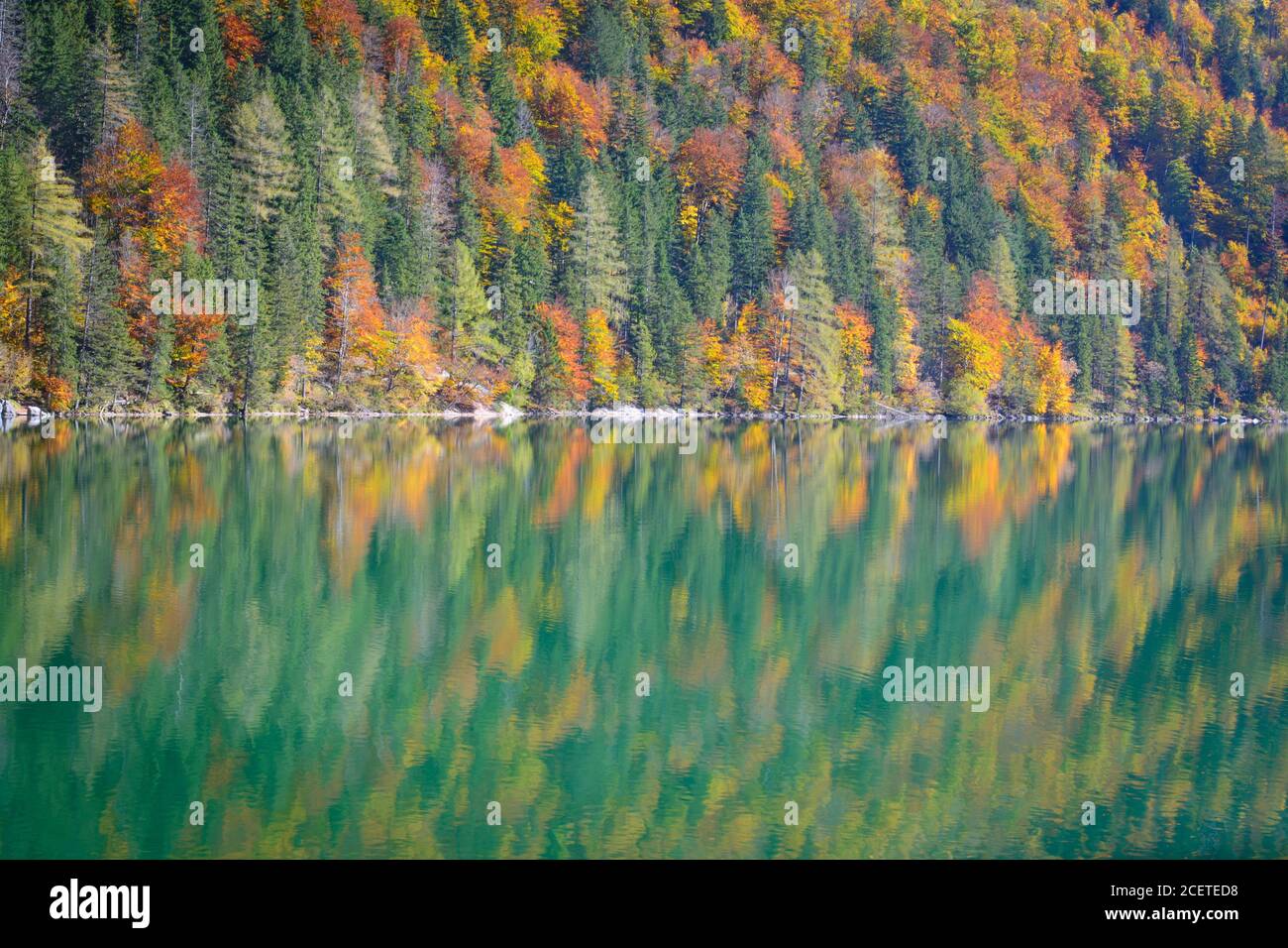 Der Herbstwald am Ufer des Sees Stockfoto