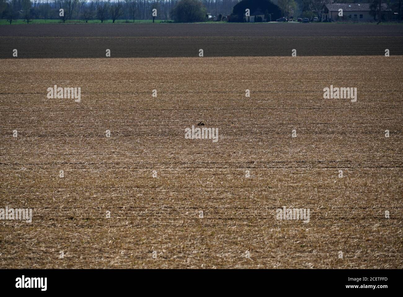 Ausgedehntes Trockengebiet mit wenigen Bäumen während des Tages Stockfoto