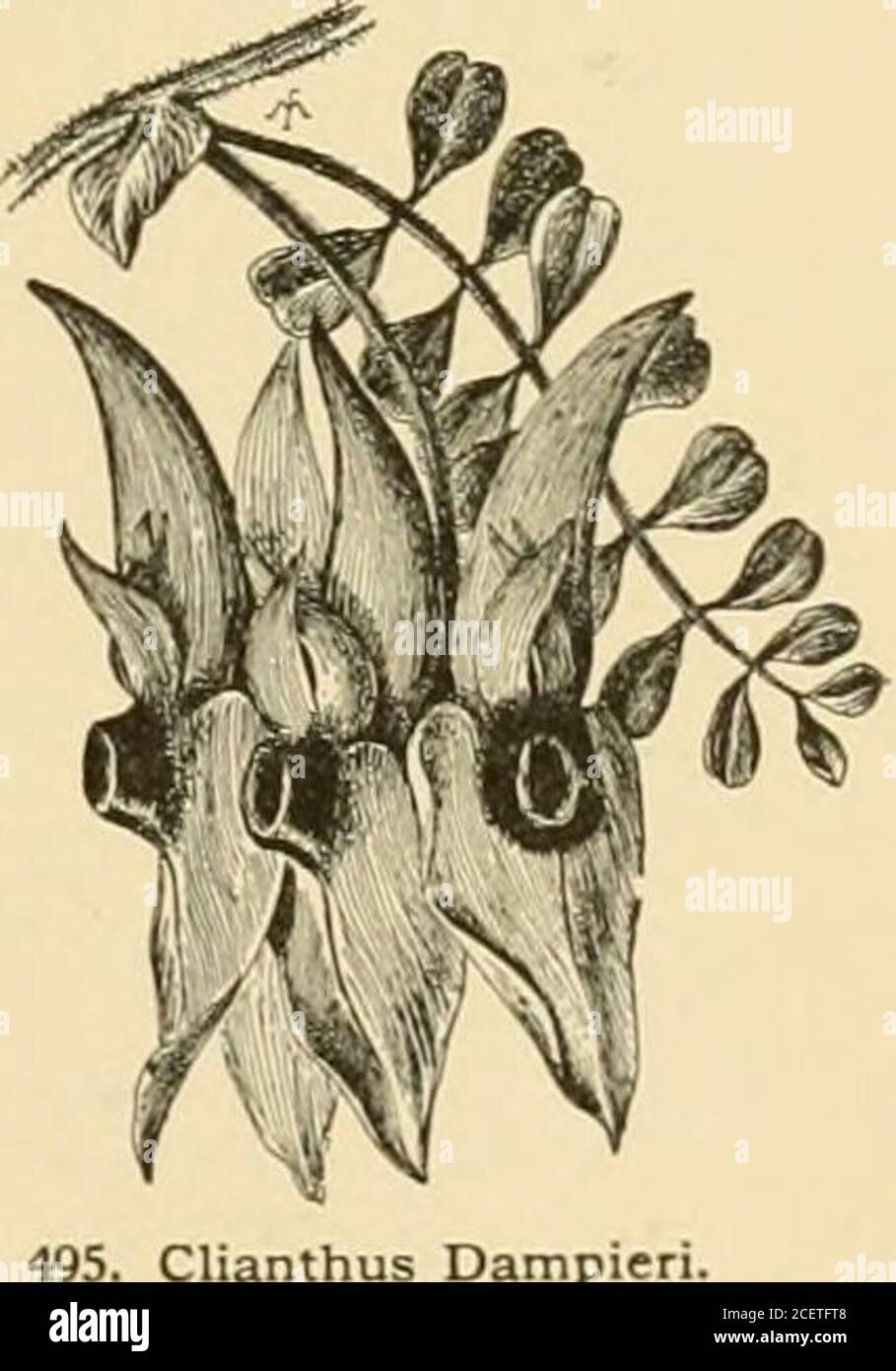 . Cyclopedia of American Horticulture : enthält Vorschläge für den Anbau von Gartenpflanzen, Beschreibungen der Arten von Obst, Gemüse, Blumen und Zierpflanzen in den Vereinigten Staaten und Kanada verkauft, zusammen mit geographischen und biographischen Skizzen. fls. 4-G in einem Raceme, groß, hängend, ca. 3 Zoll lang, reich purpurrot oder scharlachrot, mit einem schönen samtigen, lila-schwarzen Bereich auf theraisiertem Zentrum. Australien.B.M. 5051. R.H. 1868:230 Uhr Gt. 48. S. 272. Gn. 20:294. – Var. Germinicus, Hort., wird auch verkauft, und ist pnd.A-bly var. margin4tus, Hort..die hat ein Blütenblatt weiß, margined Scharlach Stockfoto
