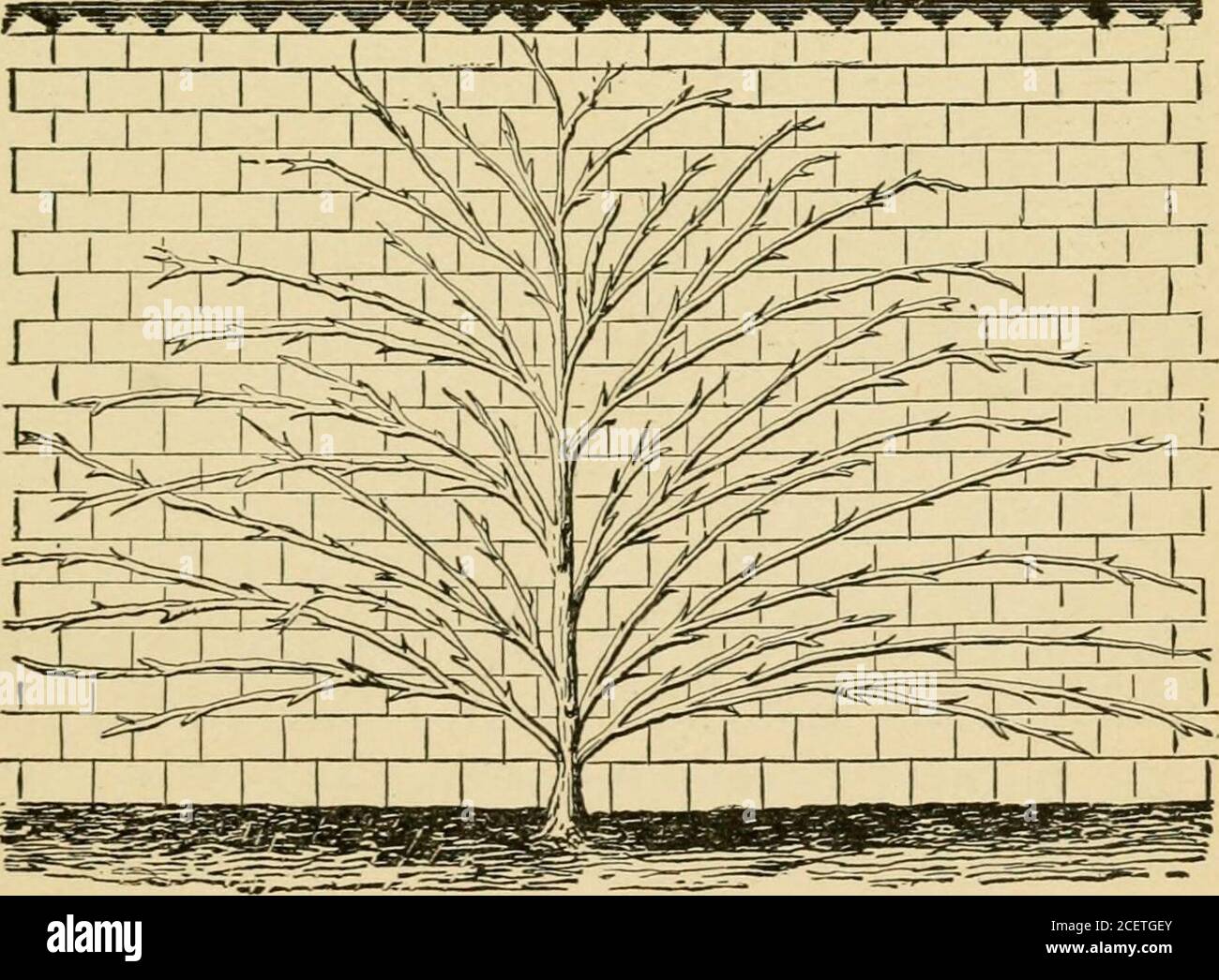 . Das Beschneide-Buch; eine Monographie des Beschneigens und der Ausbildung von Pflanzen, wie sie auf amerikanische Verhältnisse angewendet werden. 7 w, ri*y 241. Alter Apfelessalier in New York. Eine Zwergbirne, fächerförmig an einer Wand in England ausgebildet. Abb. 244 ist ein Birnenbaum, der die bedeckt. 242. Wandtrainierte Aprikose in Palmettform. südfront eines Häuschens in Südbayern.das Foto wurde im August aufgenommen, und die 374 SPEZIFISCHEN MODI OP TRAININGSZEITEN Wucherungen sind über die Linienlinie hinaus projiziert zu sehen. BÄUME UND STRÄUCHER IN TÖPFEN viele Obstbäume werden erfolgreich in Töpfer-Boxen angebaut, die entweder zum Zwängen von Purposesor für Frui verwendet werden Stockfoto