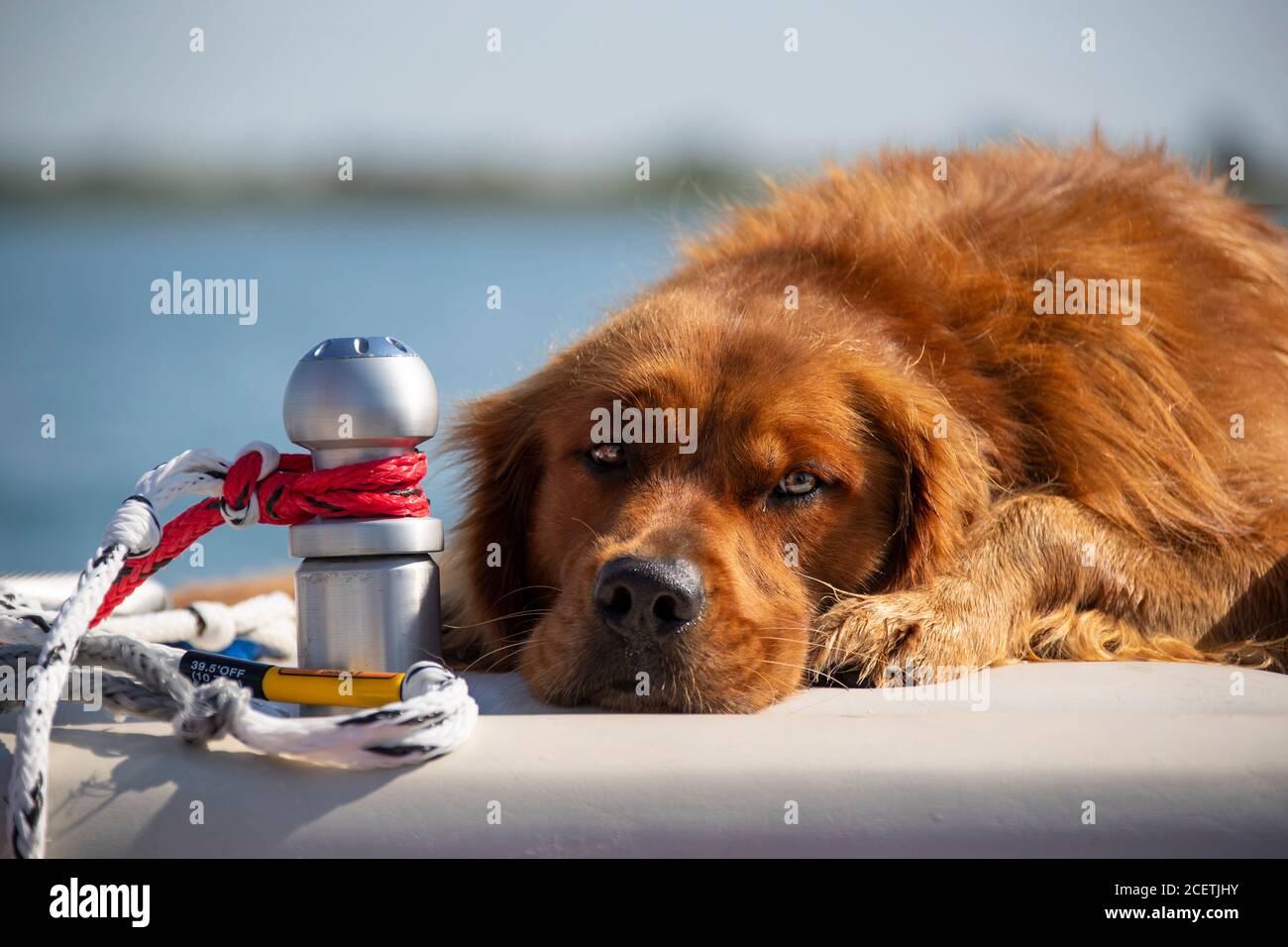 Golden Retriever Hund liegt auf einem Bootsdeck. Stockfoto