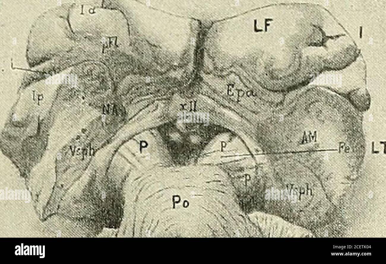 . Anatomie des Centers nerveux. / X. Stockfoto