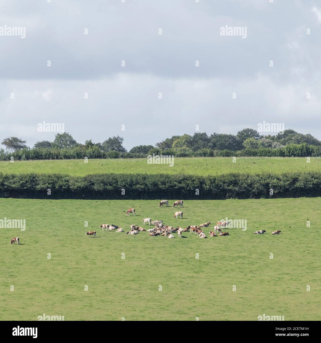 Langschuss-Feld mit Herde von jungen Mobbern oder Kühen in der Sonne liegen. Für die britische Viehwirtschaft, britisches Rindfleisch, Herdeninstinkt, britische Landwirtschaft und Landwirtschaft Stockfoto