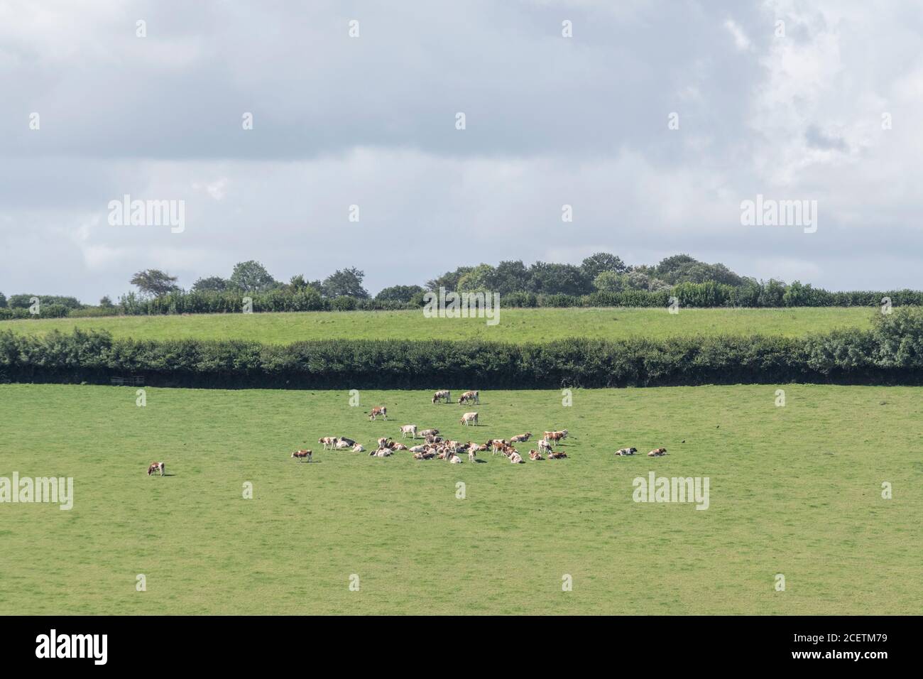 Langschuss-Feld mit Herde von jungen Mobbern oder Kühen in der Sonne liegen. Für die britische Viehwirtschaft, britisches Rindfleisch, Herdeninstinkt, britische Landwirtschaft und Landwirtschaft Stockfoto