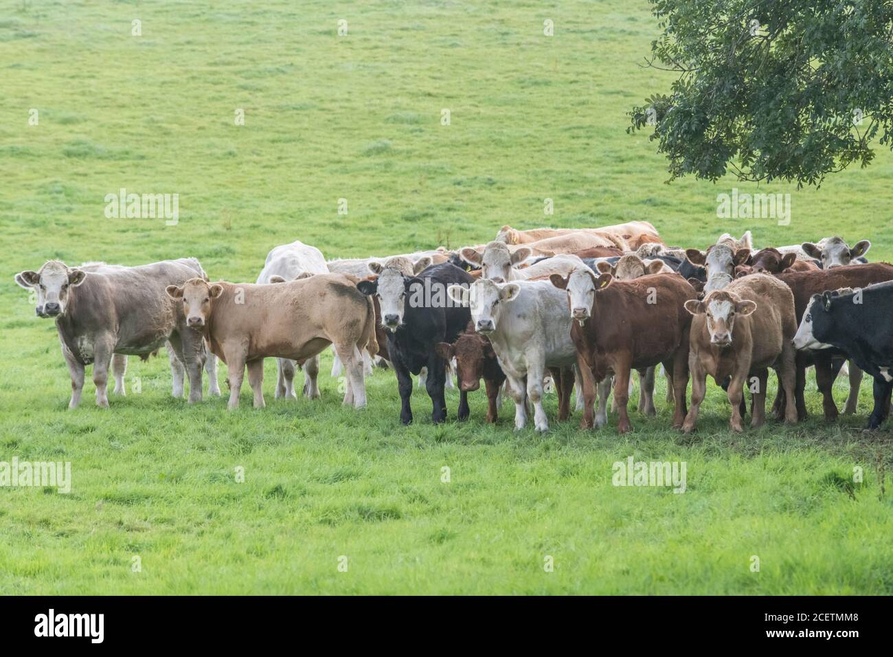 Kleine Herde junger Farren, stehend und neugierig auf die Kamera schauend. Für die britische Viehwirtschaft, britisches Rindfleisch, britische Landwirtschaft. Stockfoto