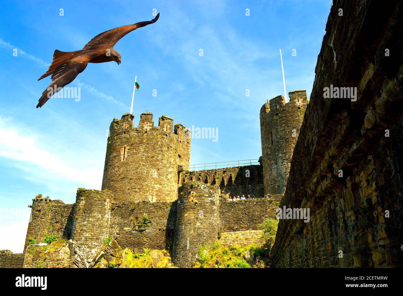 Gemein Buzzard lateinischer Name Buteo buteo Fliegen über die historische Conwy Castle in Nordwales Stockfoto