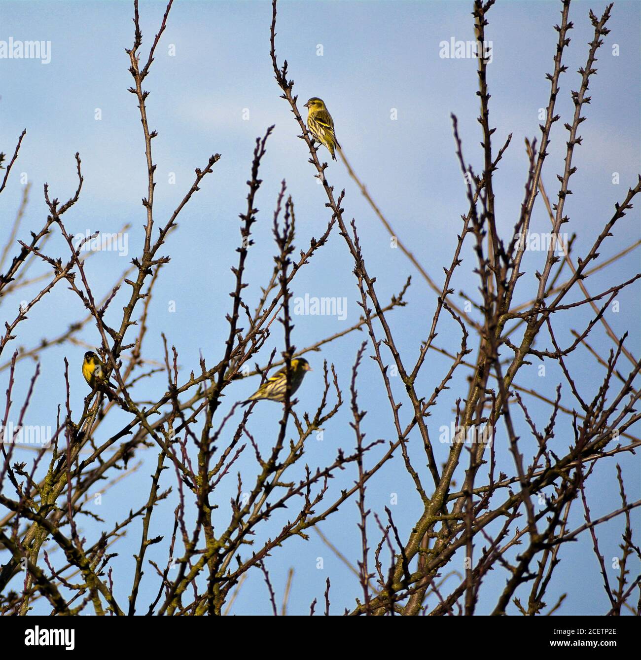 Drei Siskins sitzen im Frühling in einem Busch. Stockfoto