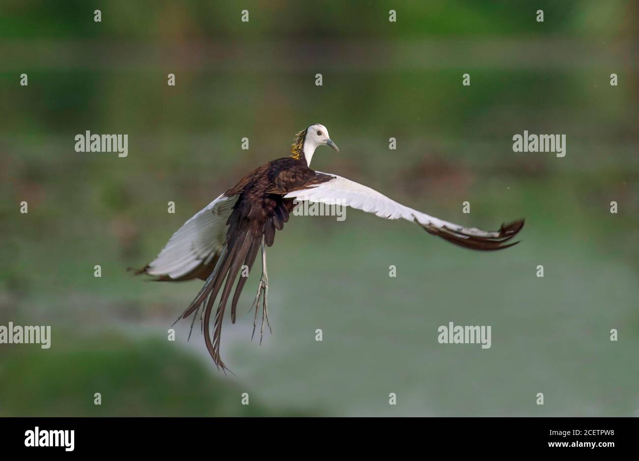 Pheasant Tail jacana Stockfoto