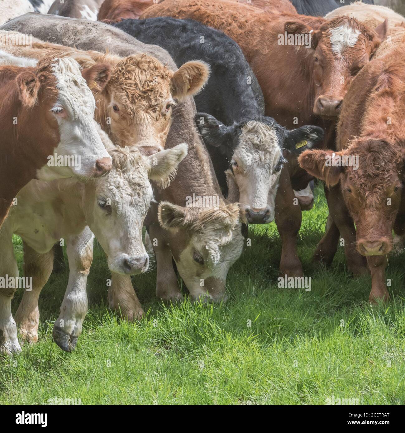 Kleine Gruppe von jungen Farren, stehend und neugierig auf die Kamera. Für die britische Viehwirtschaft, britisches Rindfleisch, britische Landwirtschaft. Stockfoto