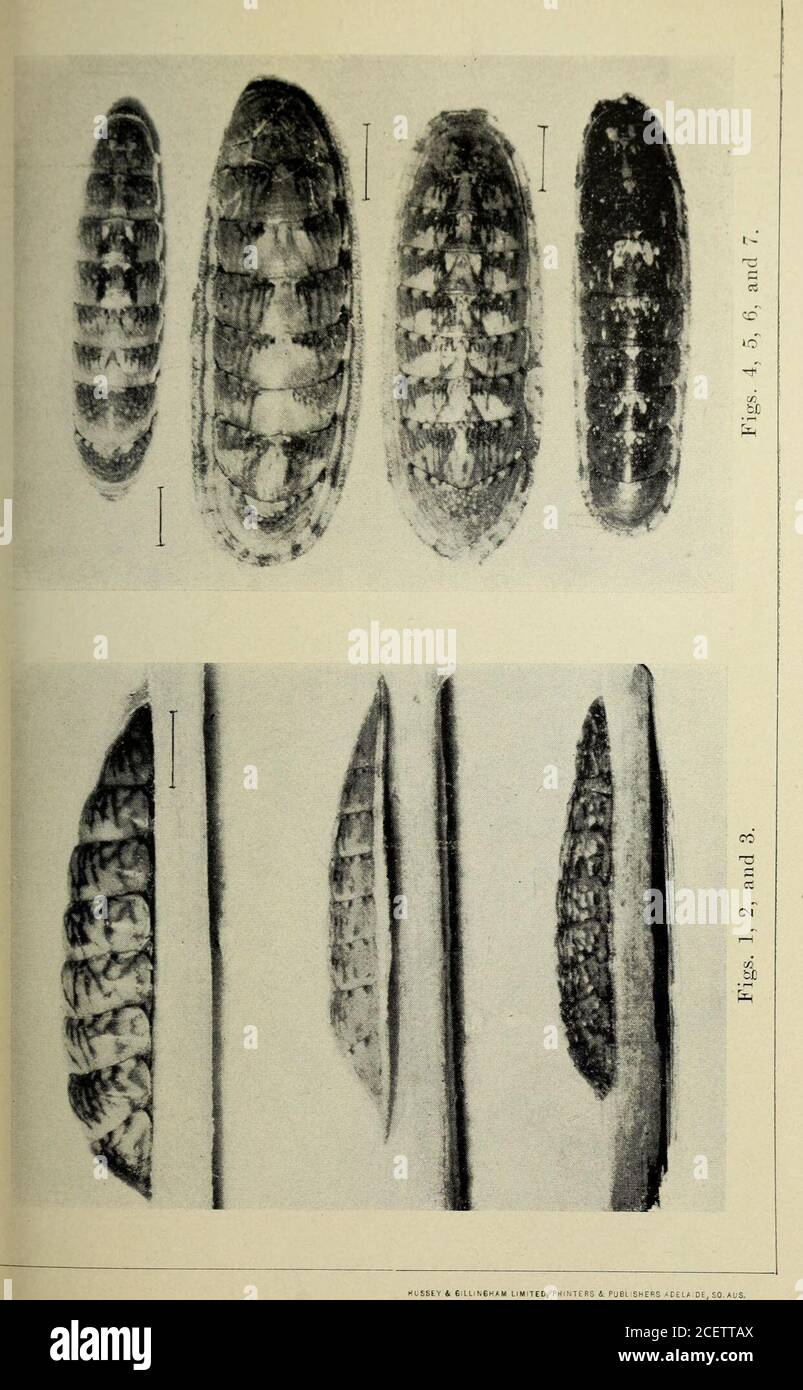 . Transaktionen und Verfahren und Bericht der Philosophischen Gesellschaft von Adelaide, Südaustralien. ! 78 ERKLÄRUNG DER PLATTEN.PLATTE XIII.. Abb. 1. Stenochiton cymodocealis, n. sp., Seitenansicht.f3 2. ,, posidonialis, n. sp., Seitenansicht. „ 3. Juloides, Ad. Und Ang., Seitenansicht. jj 4. ,, cymodocealis, n. sp., von oben, natürliche Lage. ,,5. ,, „ n. sp., von oben, abgeflachte Gürtel. 6. ,, posidonialis, n. sp., von oben. ,, 7. ,, juloides, Ad. Und Ang., von oben. Platte XIV Abb. 8. Stenochiton juliodes, Ad. Und Ang., hintere Klappe., 9. Ad. Und Ang., Medianventil. ,,10. Stockfoto
