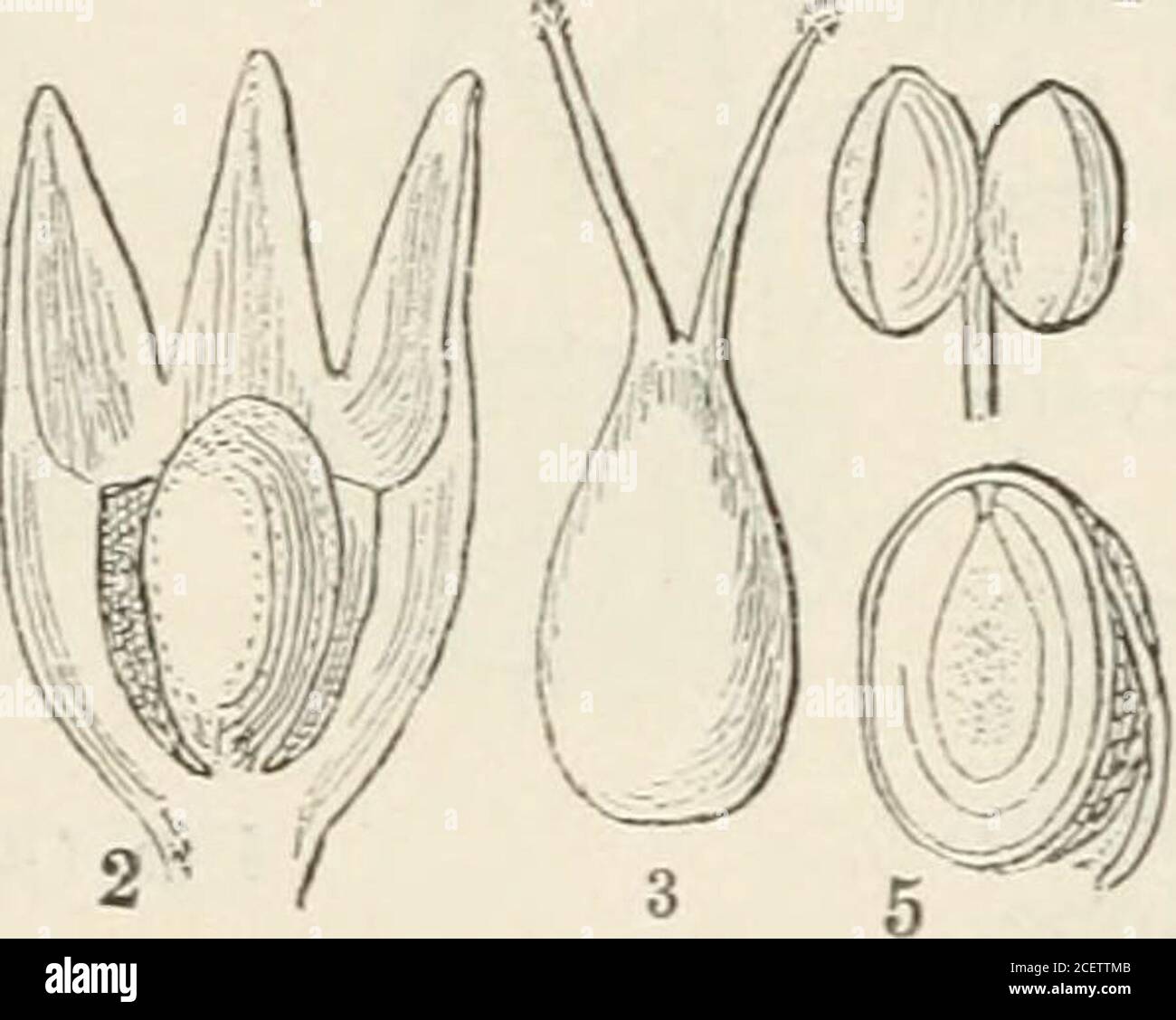 . Das Pflanzenreich : oder, die Struktur, Klassifizierung und Verwendung von Pflanzen, illustriert auf dem natürlichen System. Abb. CCCLX Position. GENERA. Muiarum, Forst.Ditoca, Banks.Scleranthus, L.GuUleminia, H. B. K.Habrozia, Fenzl. Zahlen. Gen. 4. Sp. 14. ChcnopodiacecB.-Tetragoniaceee. – Scleranthace^.Nyctaginaceoe. -Basellacese. Abb. CCCLX. – Scleranthus perennis. I. junger Kelch aufgezwungen; 2. Senkrechter Schnitt des Rypecalyx; 3. Eierstock; 4. Anther; 5. Schnitt des Samens. Daphnales] DAPHNALES. 529 Allianz XLI. DAPHNALES. – Tuy. Daphnal Alliance. Diagnose. - Perigynes Exogens, mit monochlamydeous f Stockfoto