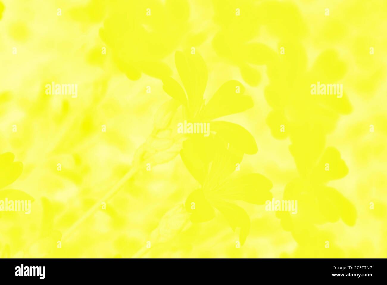 Gelber Hintergrund Stockfotos Und Bilder Kaufen Alamy