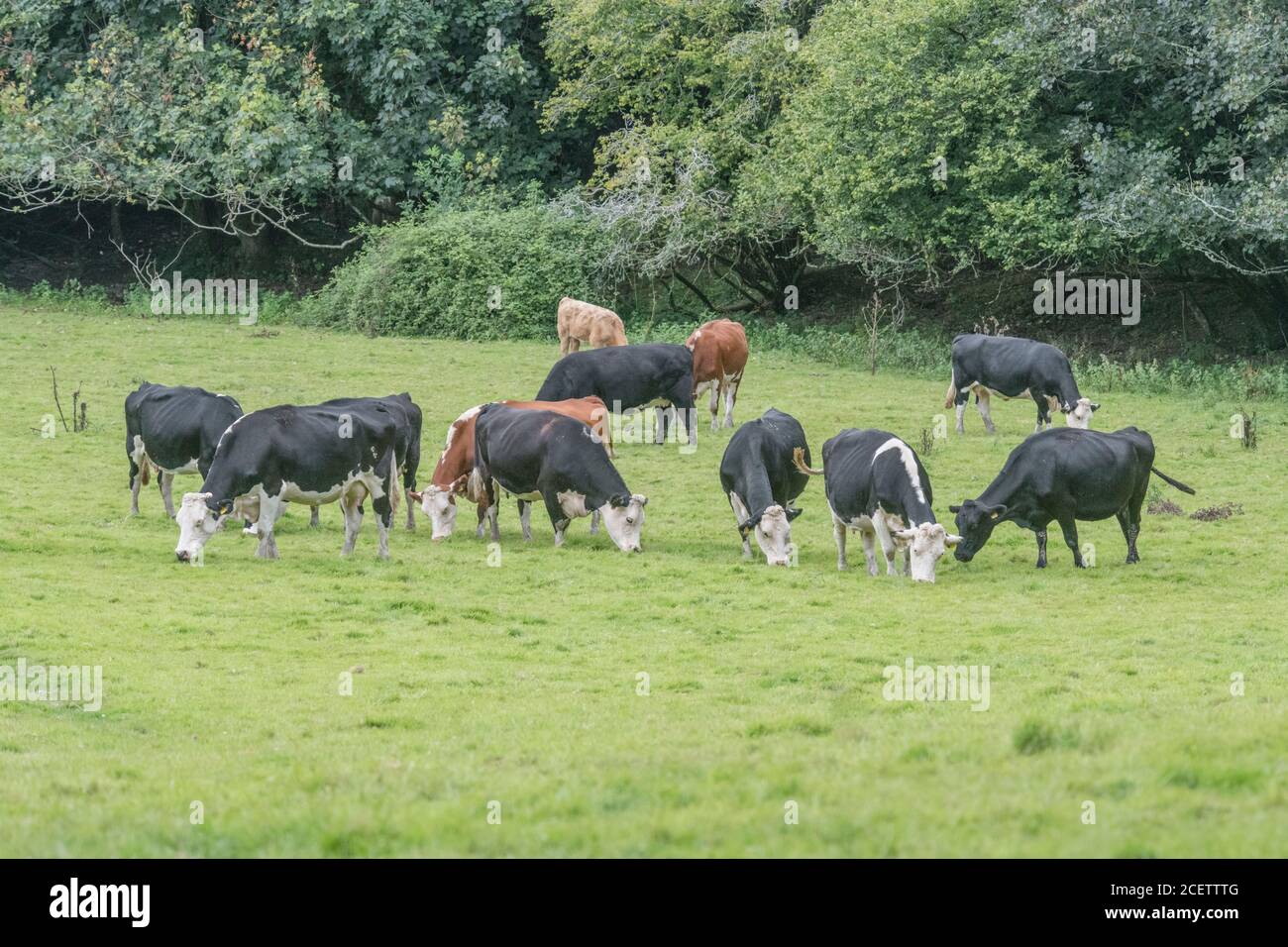 Herde Kühe grasen untätig üppiges Gras. Für die britische Viehzucht, Viehzucht, Milchwirtschaft, Landwirtschaft und Landwirtschaft. Britische Viehzucht. Stockfoto