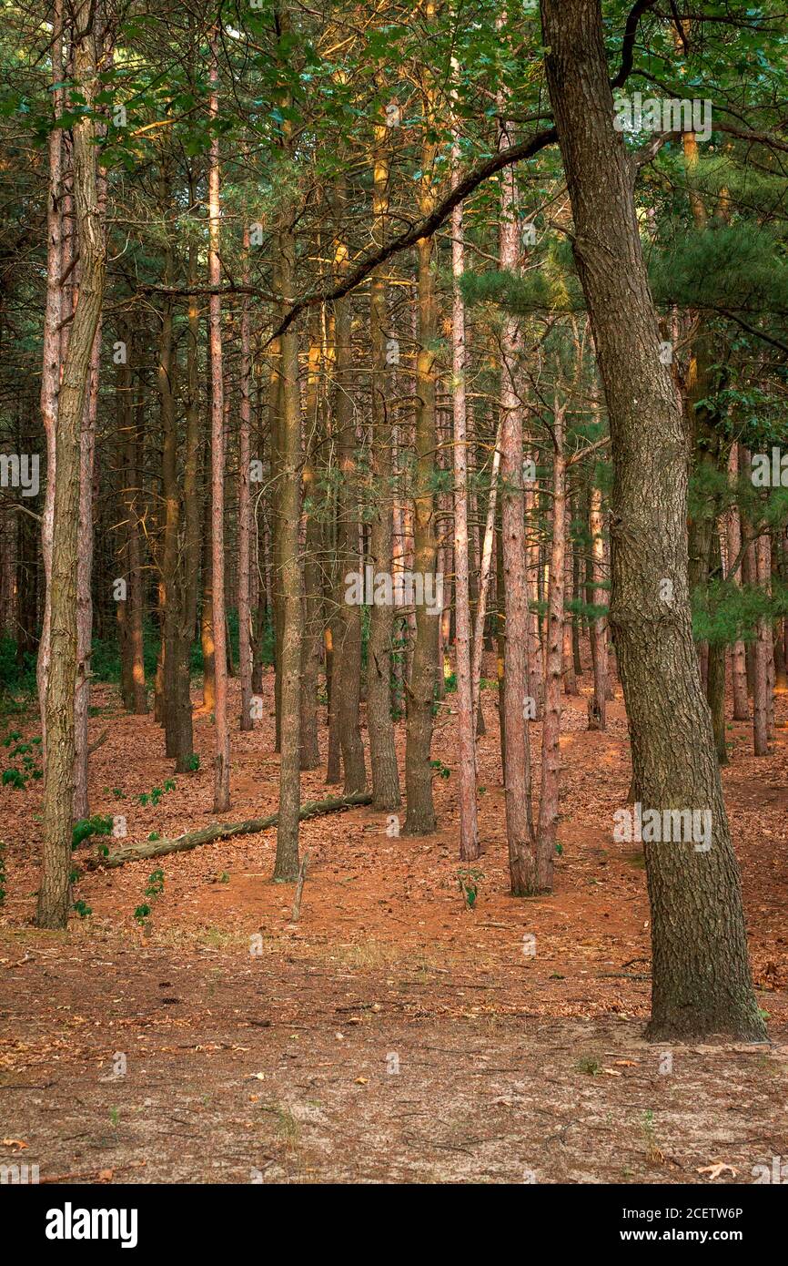 Blick durch den Wald am Provin Trail Stockfoto