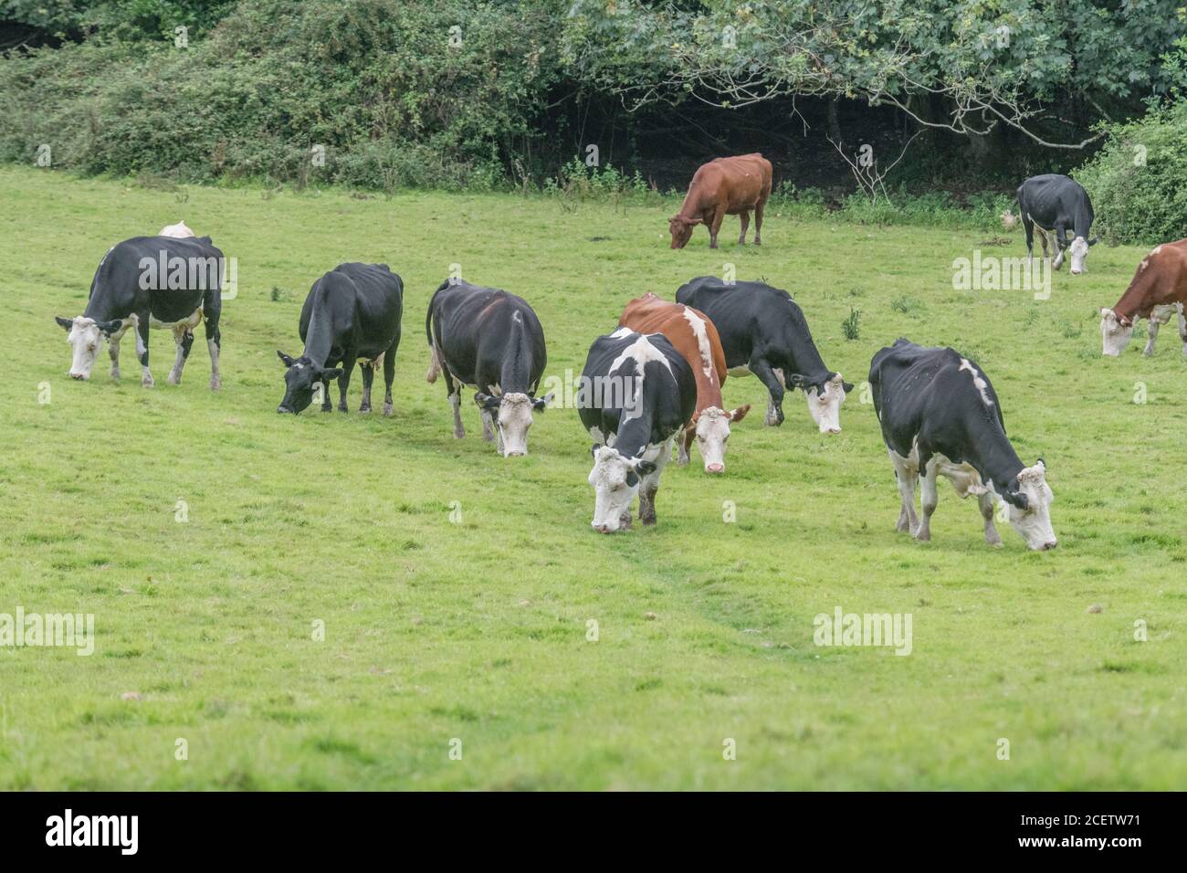 Herde Kühe grasen untätig üppiges Gras. Für die britische Viehzucht, Viehzucht, Milchwirtschaft, Landwirtschaft und Landwirtschaft. Britische Viehzucht. Stockfoto