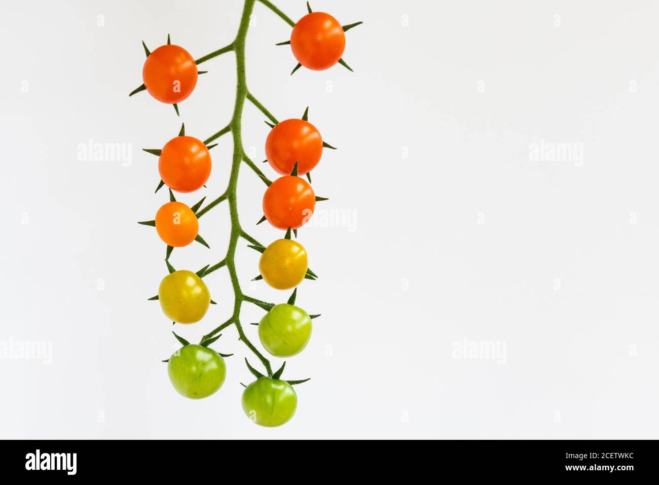 Sungold Tomatoes - Truss von hausgewachsenen reifen, reifen und unreifen Orange, gelb und grün Bio-Kirschtomaten vor weißem Hintergrund Stockfoto