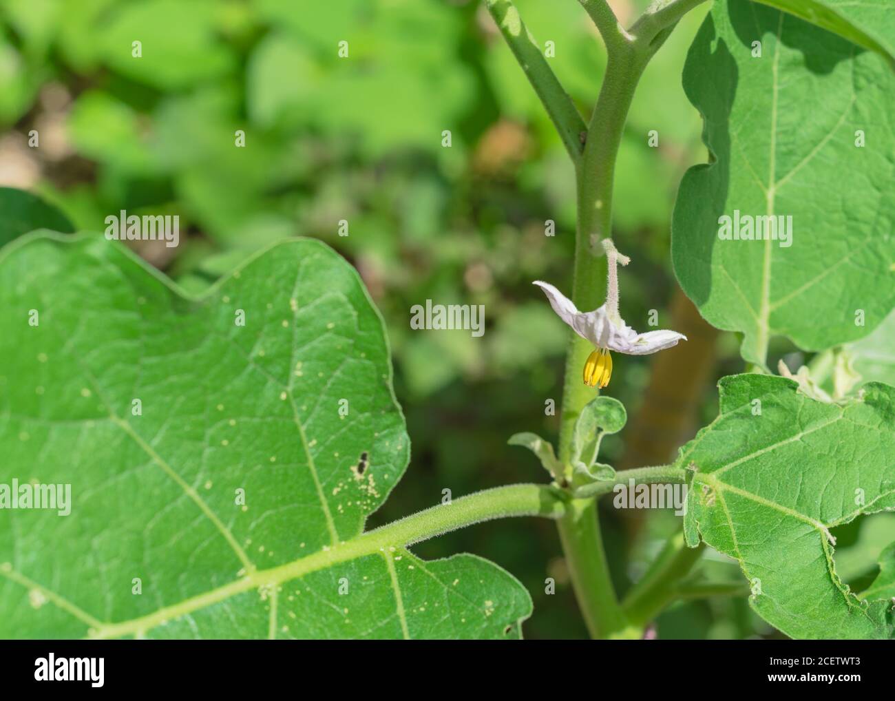 Blüte lila Auberginen Blumen im heimischen Garten in der Nähe von Dallas, Texas, USA Stockfoto