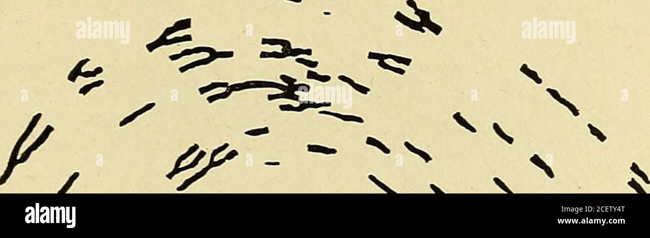 . Persönliche Identifizierung; Methoden zur Identifizierung von lebenden oder toten Personen. o f ff f o 4 ee eee e eeee e ee 13 f e e ee e o o o o o 15 f 1 e e ee • e e e eeee ee ee 14 50 Gabeln; 130 Enden. Tabelle zu Abbildung 134, die die in den 100 Quadraten auftretenden Merkmale angibt, f = Gabel; e = Ende. Keine zwei identischen Fingerprints 327 Anordnung, jedoch, wenn ein einzelner Zwischenraum zwischen den entsprechenden Rippen vergrößert genug wäre, um das feinere Netz zu zeigen, würde alle Ähnlichkeit sofort verschwinden. Bei Schmetterlingen einer Art, die eine komplizierte Markierung auf ihren Flügeln haben, ist es schwierig, zwei zu finden, die, Stockfoto