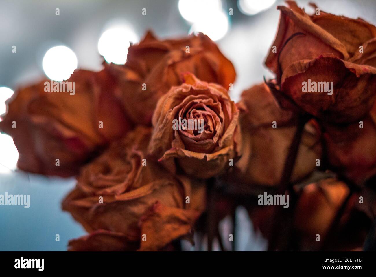 Getrocknete Rosen in einer Wohnung Stockfotografie - Alamy