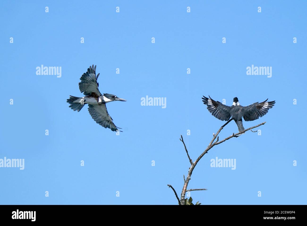 Belted Kingfisher Stockfoto