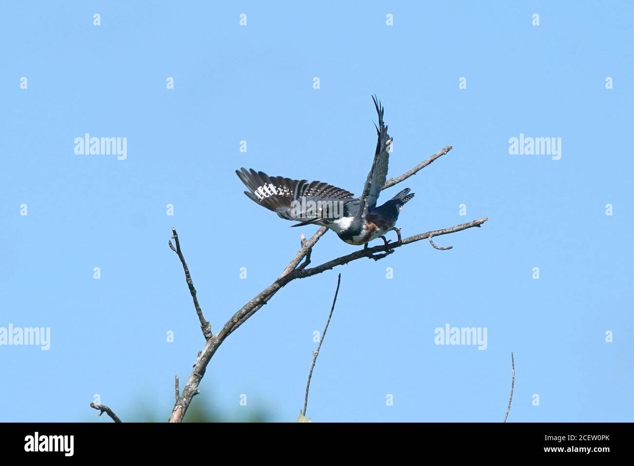 Belted Kingfisher Stockfoto