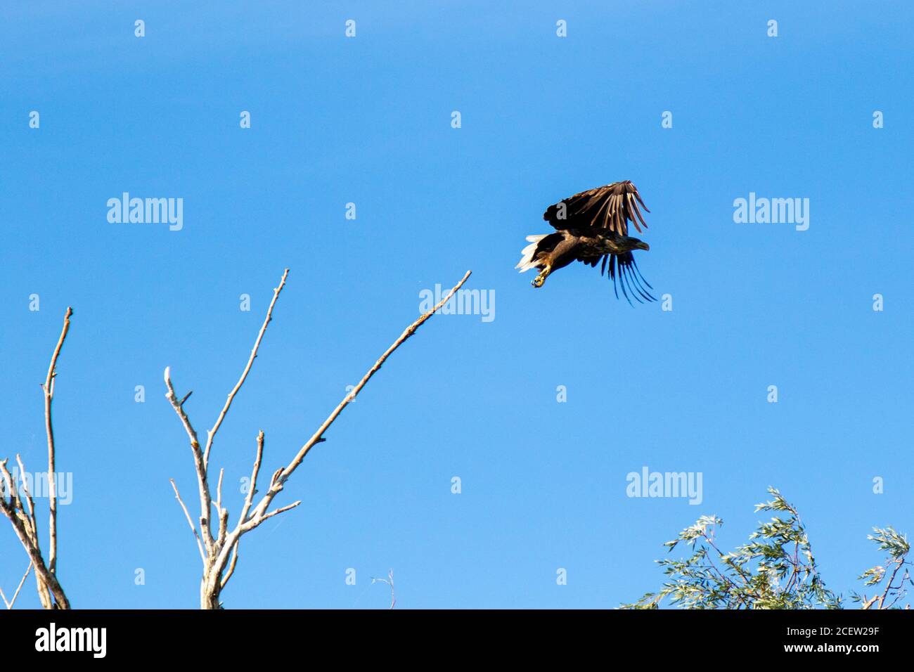 Großer Adlervogel, der abfliegt Stockfoto