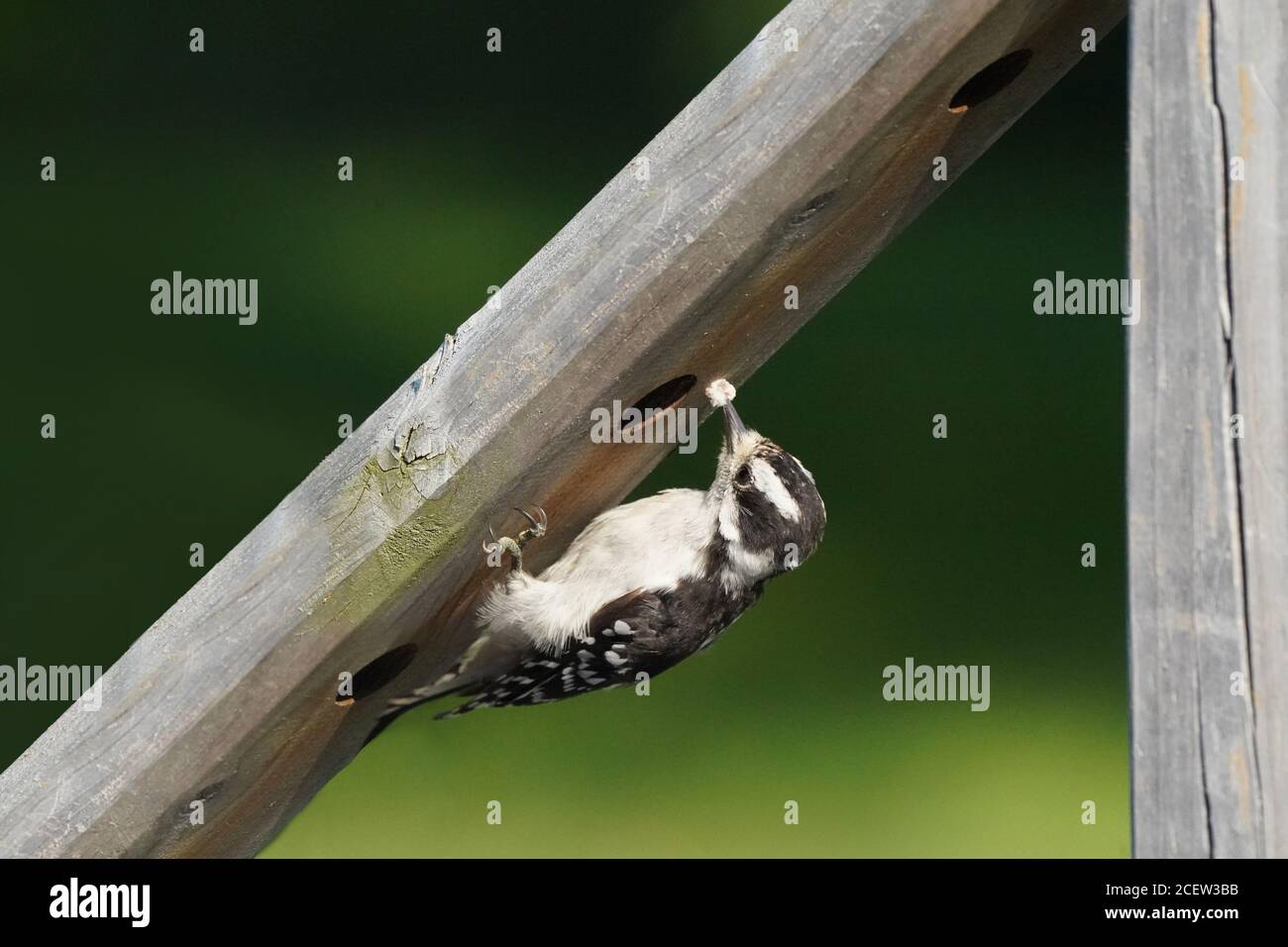 Flauschspecht, der Insekten aus dem Deckholz frisst Stockfoto