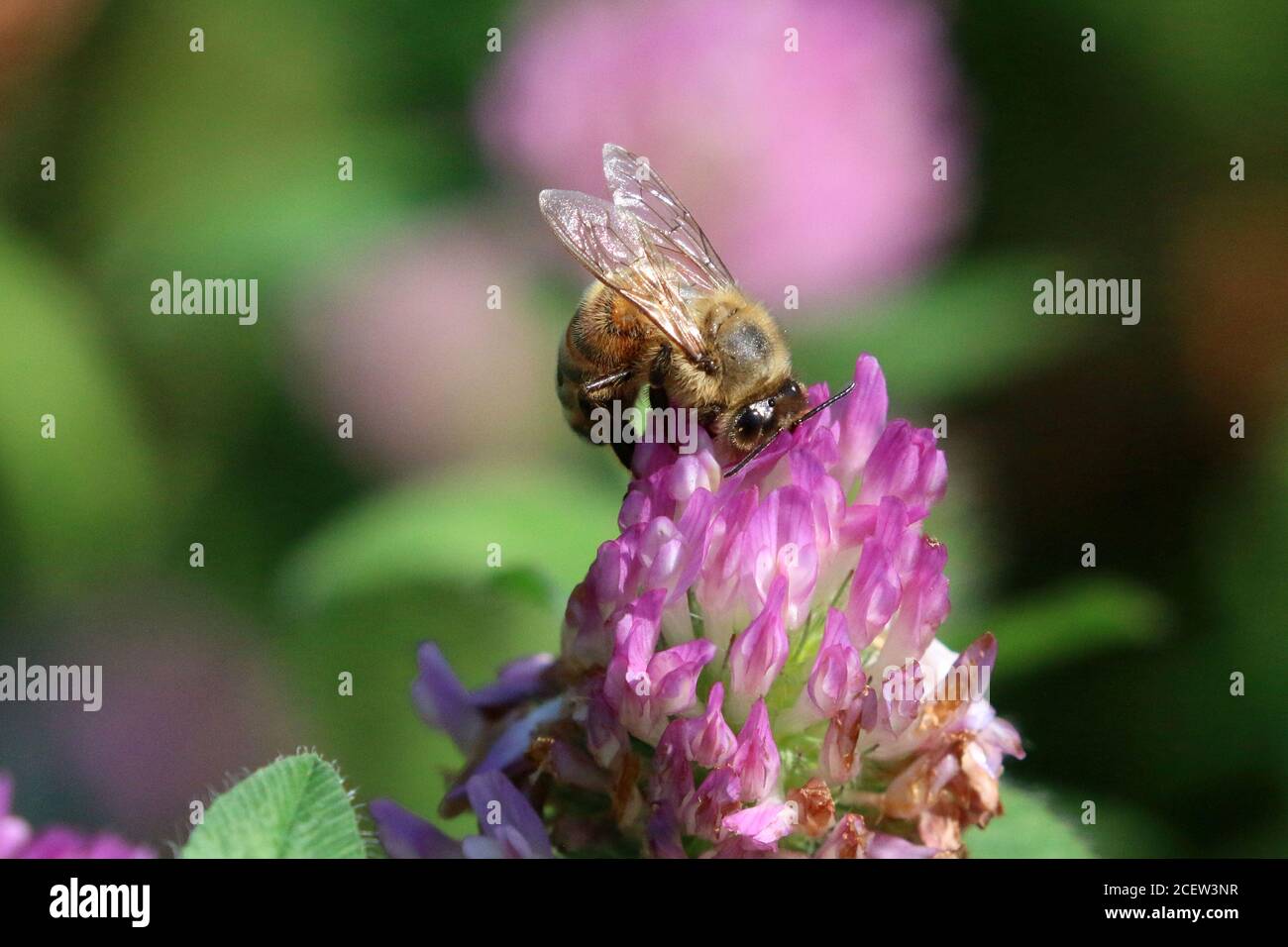 Hummeln in Blumenpflaster Stockfoto