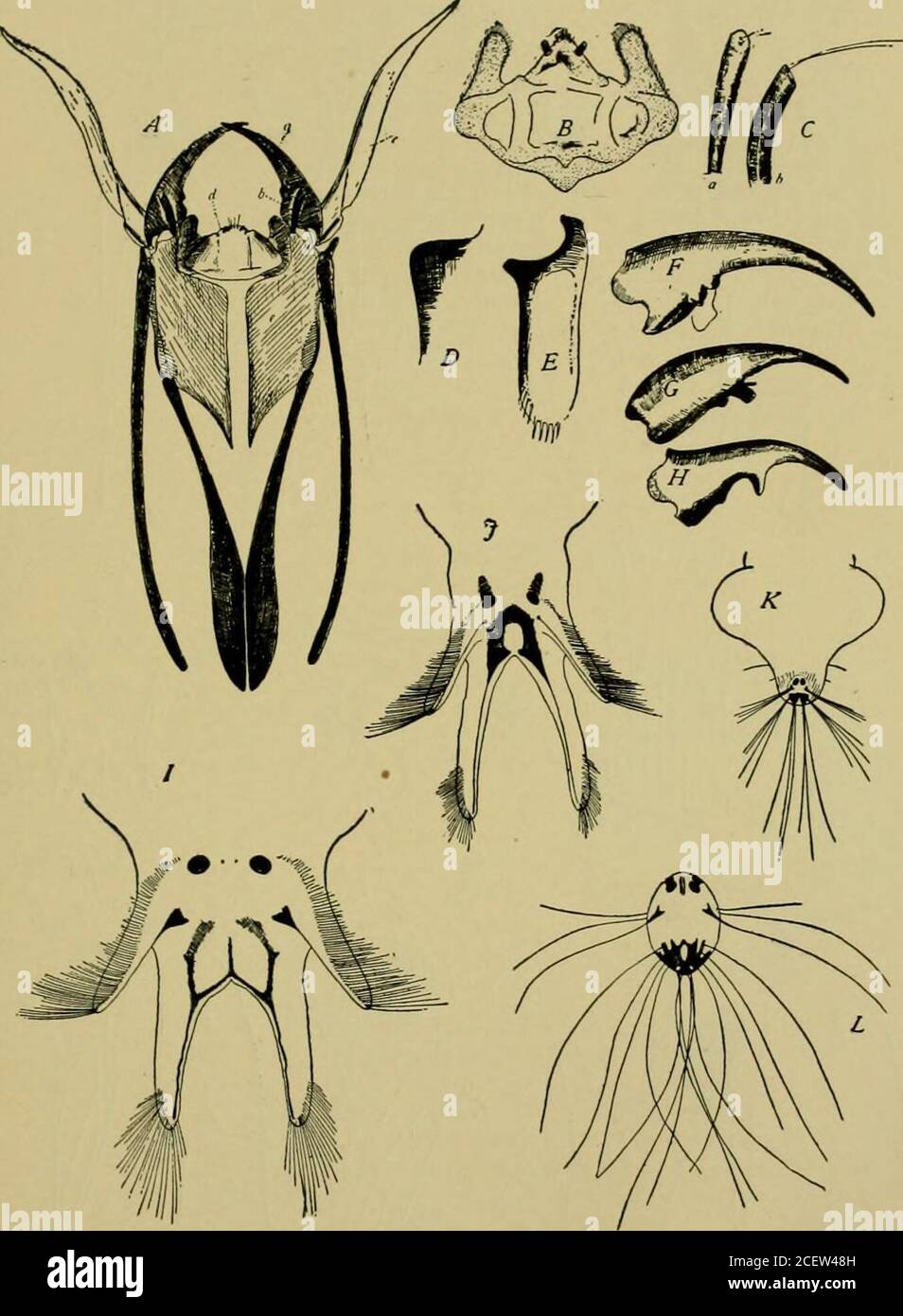 . Journal of Entomology and Zoology. , zweites Bauchsegment, mit Spirale. B. dorsaler Aspekt der ^ pupa von E. longicornis. A, Kopfschild; b, vergrößerte Basis der Antennen; c, pronotale Atemmehner; d, mesonotales pra?scutum; e, meso-notales scutum; f, mesonotales postnotum. C. Ventrale Seite des Abdomenendes von ^ pupa von E, spinosa. A, neunter Sternit; b, neunter Tergit. D. dorsale Aspekt der gleichen, a, neunten tergite; b, neunten sternite. E. Seitenaspekt von 9 Puppen von E. spinosa. A, Pronotalatmhorn; b, Kopfschild; c, Wirbelsäule auf Antennalbild; d, Tuberkel auf Tentorium; e, Tuberkel auf cly Stockfoto