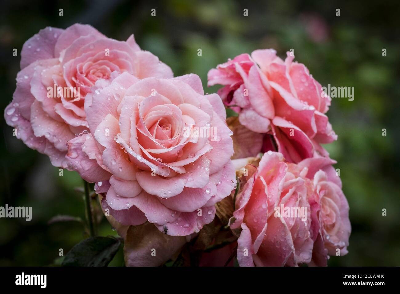 Regen Tröpfchen auf den Blütenblättern der Bush Rose Tickled Pink wächst in einem Garten. Stockfoto